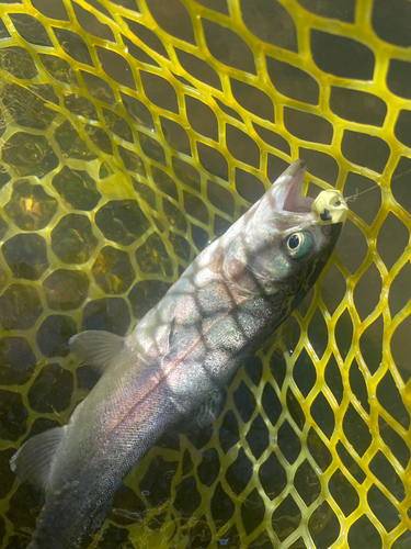 ニジマスの釣果