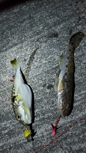 ハゼの釣果