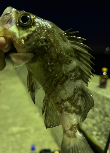 メバルの釣果