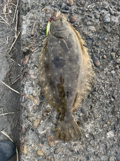 ヒラメの釣果