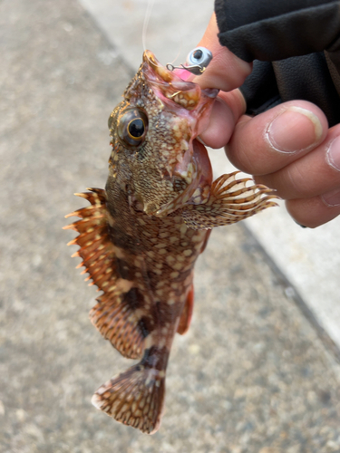 カサゴの釣果