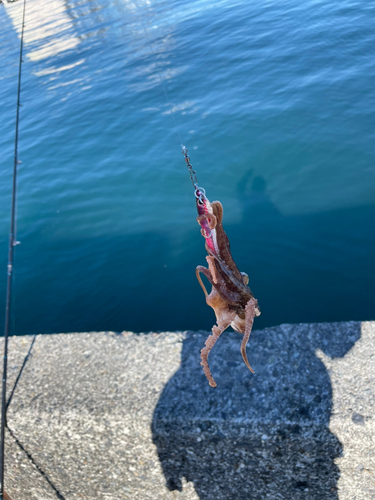 タコの釣果