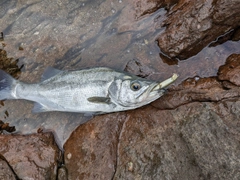 ヒラスズキの釣果