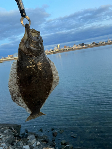 ヒラメの釣果