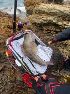 コブダイの釣果