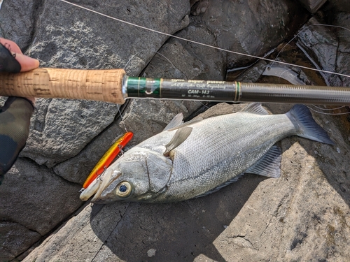 ヒラスズキの釣果