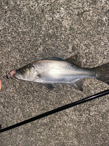 スズキの釣果