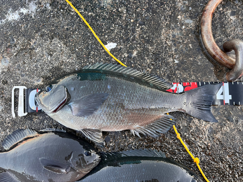 メジナの釣果