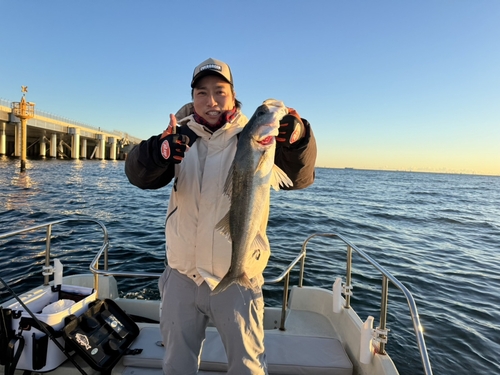 スズキの釣果