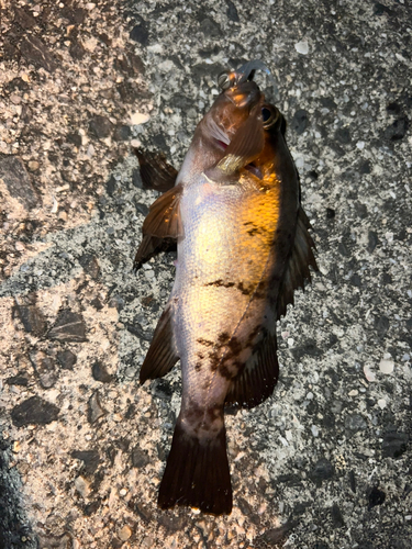 メバルの釣果