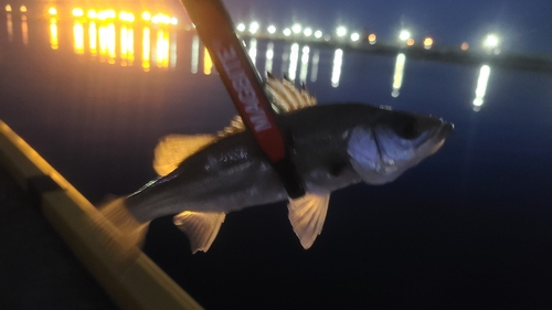 セイゴ（マルスズキ）の釣果