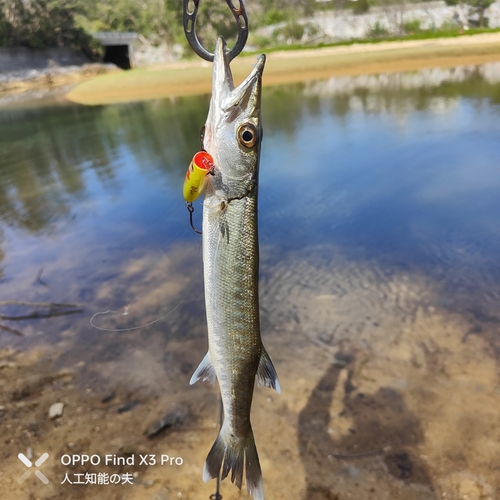 オニカマスの釣果