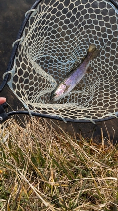 ニジマスの釣果