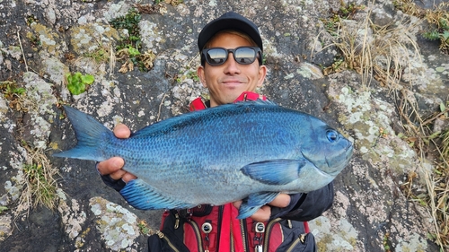 メジナの釣果