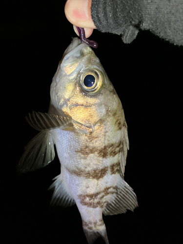 シロメバルの釣果