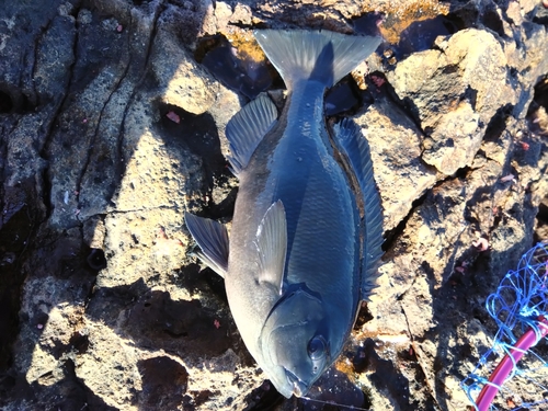 メジナの釣果