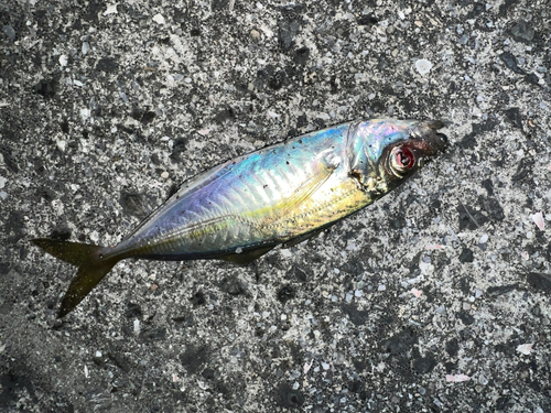 マアジの釣果