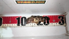 タケノコメバルの釣果