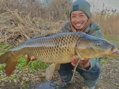 コイの釣果