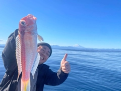 アマダイの釣果