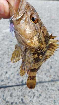 ベッコウゾイの釣果