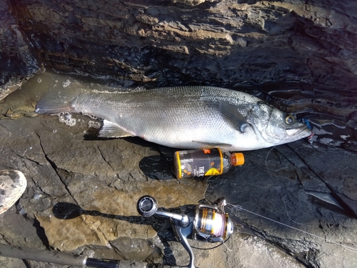 ヒラスズキの釣果