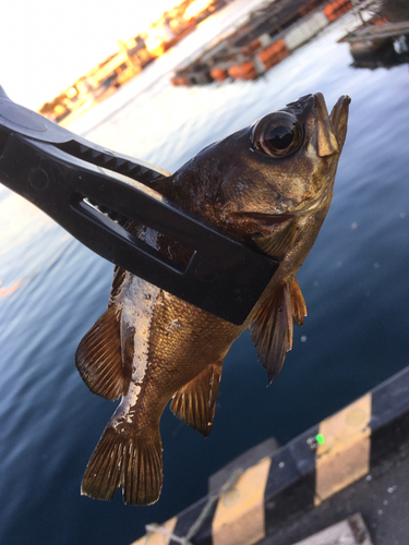 メバルの釣果