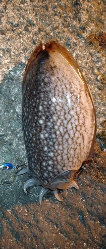 コウイカの釣果