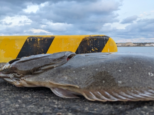 ヒラメの釣果