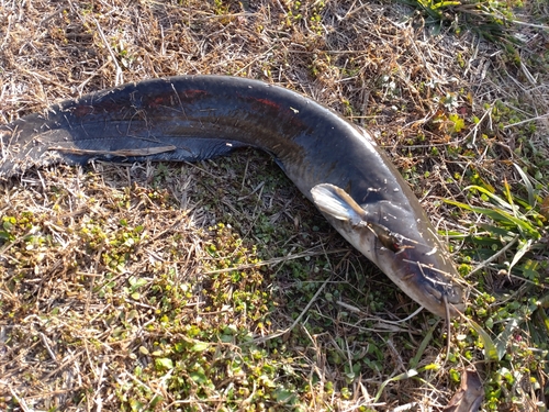 ナマズの釣果