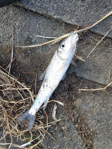 ニゴイの釣果