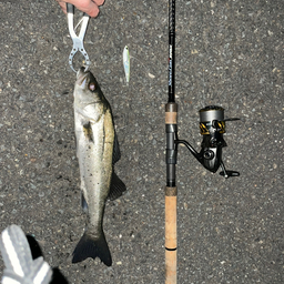 竜巻たつまきの釣果