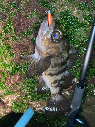 メバルの釣果