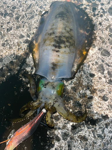 アオリイカの釣果