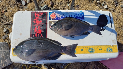 メジナの釣果