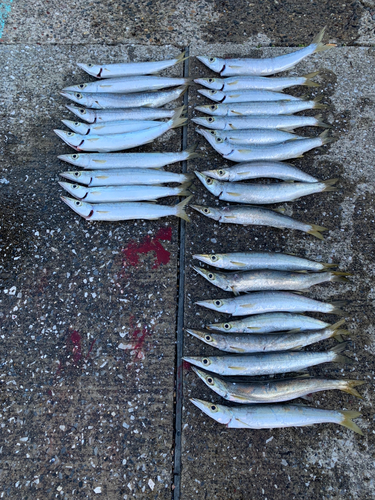 アカカマスの釣果