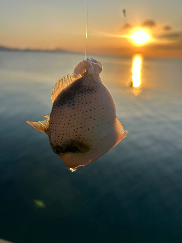 カワハギの釣果