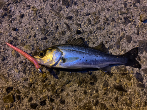 セイゴ（マルスズキ）の釣果