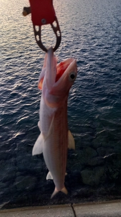 エソの釣果