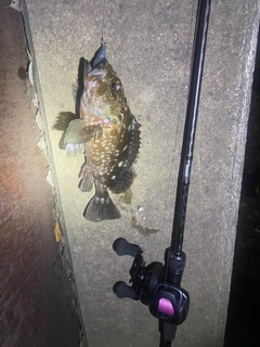 ガシラの釣果