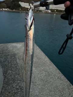 タチウオの釣果