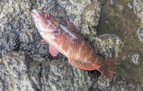 アカササノハベラの釣果