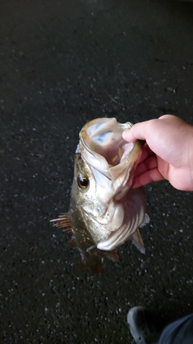 マルスズキの釣果