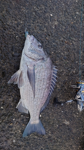 チヌの釣果