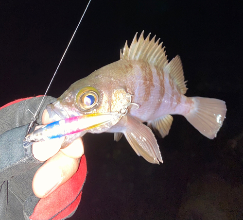 メバルの釣果