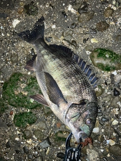 クロダイの釣果