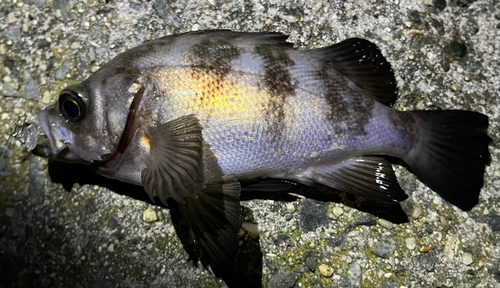 メバルの釣果