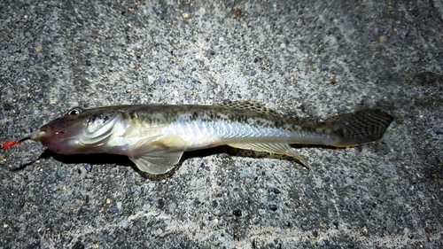 ハゼの釣果