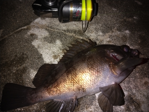 シロメバルの釣果