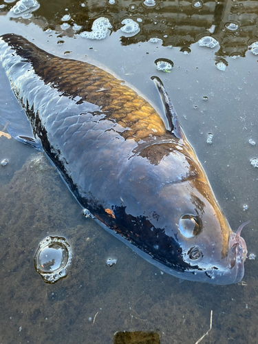 コイの釣果